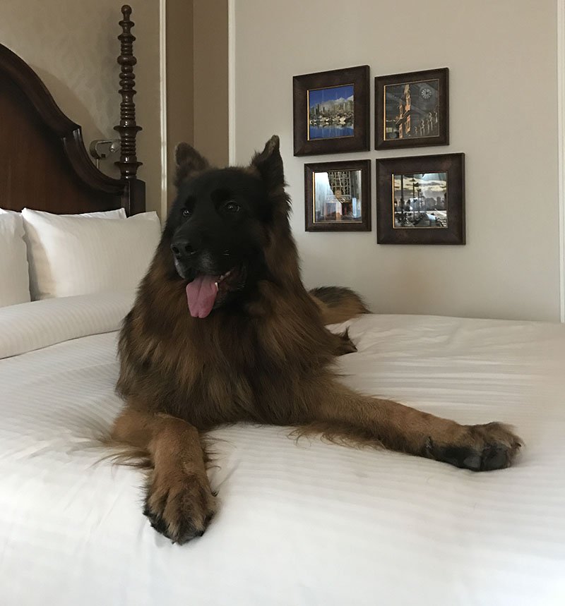 Trevor at one of the best dog friendly hotels in Vancouver, BC, the Fairmont Hotel Vancouver