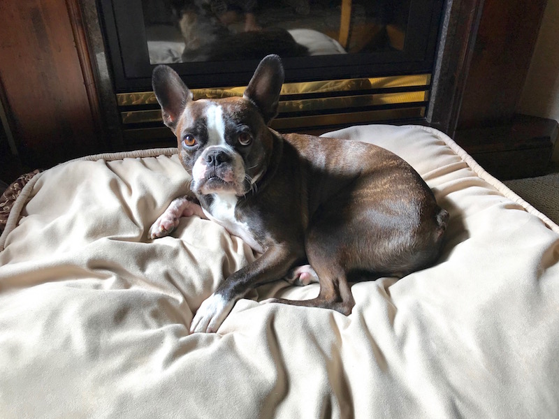 Rocco Getting Comfortable In Front Of The Fireplace